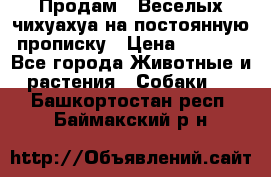 Продам.  Веселых чихуахуа на постоянную прописку › Цена ­ 8 000 - Все города Животные и растения » Собаки   . Башкортостан респ.,Баймакский р-н